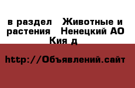  в раздел : Животные и растения . Ненецкий АО,Кия д.